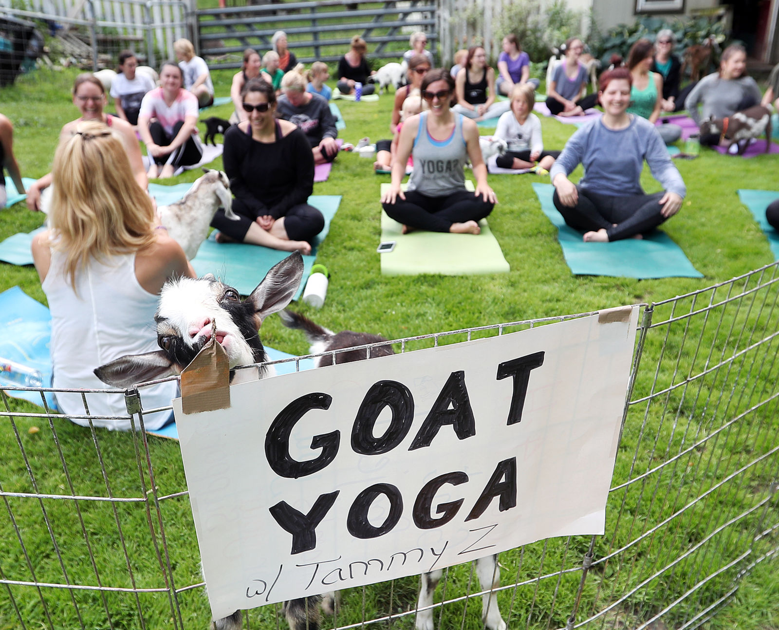 Goat Yoga